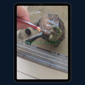 Marukan Shrimp Puree Turtle Nutrition Bar High Protein Turtle Snacks Turtle Food Turtle Nutrition Stick 5g 乌龟零食条