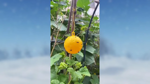 Perangkap Lalat Buah Kuning: Solusi Efektif & Mudah Digunakan