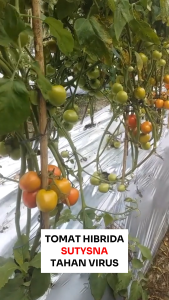 Benih Unggul Tomat Hibrida SUTYSNA 50 Biji Cap Bunga Matahari Tahan Virus