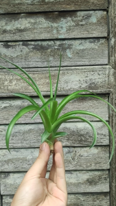 Tillandsia Brachy Selcta x Eric / Airplant /  pokok udara / 空气凤梨-貝可利x電燙捲