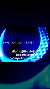 เบ็ดโสก ปลาทะเล ซาบิกิ พร้อมพู่แฟลช Gamakatsu Multi flash Sabiki