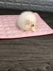 Summer Cooling Mat for Pet Breathable Washable Multiple Sizes Animal Ice Pad Cold Bed Pet Supplies