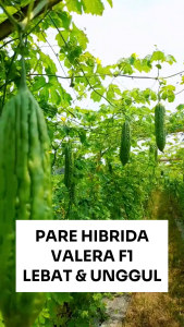 Benih Pare Hibridra VALERA F1 10 Gram Asli Cap TIGA DAUN Lebat & Unggul