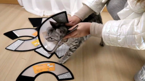 P29  |PET EQUIPMENT| Pet ring protective cover neck cover cat and dog grooming cover anti-bite ring