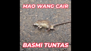 Paket 5 Biji Racun Tikus Mao Wang Maowang CAIR MERAH Paling Ampuh