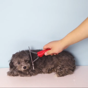LƯỢC CHẢI LÔNG CHO CHÓ MÈO LÔNG DÀI CÁN ĐỎ SIZE LỚN "MẪU MỚI" - 💖LOVE PETS SHOP💖