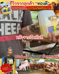 ทองดี น้ำยาดับกลิ่น คอกไก่ คอกหมู ไล่ยุง ไล่แมลงวัน ริ้น ไร เห็บ หมัด ขนาด 2 ลิตร แถมฟรี!! หัวฉีดฟ็อกกี้ 1 ชิ้น ไม่เป็นอันตรายต่อสัตว์ ไล่ยุงคอกวัว