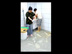 Sapu Pel Wiper Lantai Praktis Panjang Wiper 50Cm Pembersih Jendela