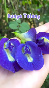 Teh Glown Syifacare - Teh Celup Herbal Ala JSR - Teh Bunga Telang Bantu Kulit Lebih Glowing Halal