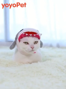 hooh pet🌈หมวกสัตว์เลี้ยง เครื่องแต่งกายสัตว์เลี้ยง การ์ตูน กระต่าย หมา น่ารัก