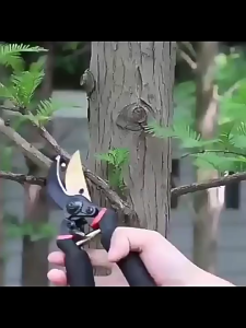 Gunting Dahan Fukuda SK5 / Ranting Bunga Tanaman-Gunting Taman dari Baja Tahan Karat Dilapisi Teflon