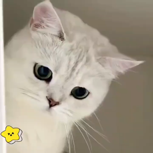 Pet hair dryer Dog bath home hair dryer Cat dog hair dryer Large power large dog