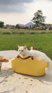 กกระบะทรายแมวพกพา พกพาได้ มีหูหิ้ว ห้องน้ำพกพา พกพาสะดวก สามารถมือถือได้ สามารถกันน้ำได้