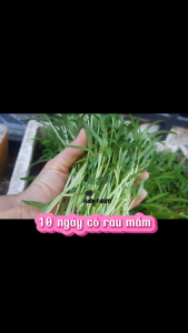 Hạt Giống Rau Cải Bẹ Xanh Bẻ Bẹ TR02