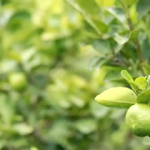 สารจับใบ ไฮ-มิค (ปริมาณ 500 ซีซี) ตราเทพมงคล ซึมเร็ว แห้งไว ไม่เกาะเป็นหยด