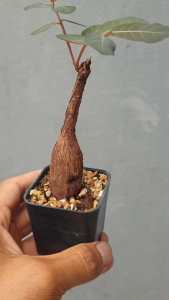 ต้นมะยม มะยมเงินมะยมทอง Phyllanthus mirabilis #ไม้โขด #มะยม #ไม้วางโต๊ะทำงาน #ไม้มงคล #ฮวงจุ้ย