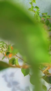 Thảo dược rễ cây gia truyền giúp xoá mụn mờ nám tàn nhang