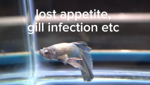 Betta4U Cure - Aquarium fish curing and preventative. Clear colorless