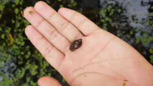 Black snails 15 pcs