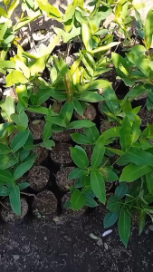 Bibit Jambu Air Lilin Merah/Madu Deli Merah