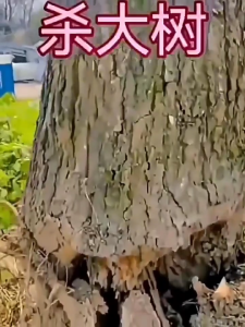 500G Herbicide Remove Hexazinone Root Tree Killer Kill Tree And Bamboo Trees Weeds Withered Gb Remover Penetration
