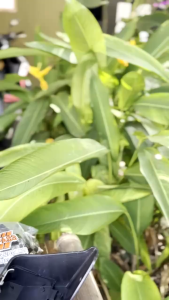 TOOLBOX BAGASI BELAKANG RXKING RX KING LOKAL