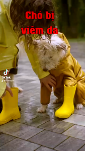 kem bôi ghẻ viêm nấm da Anti Derm hãng Vemedim dành cho chó mèo - T3 PETS SHOP