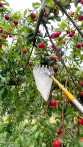 4/5/6/7M Alat Pemetik Buah / Gergaji Pemangkasan Batang Teleskopik