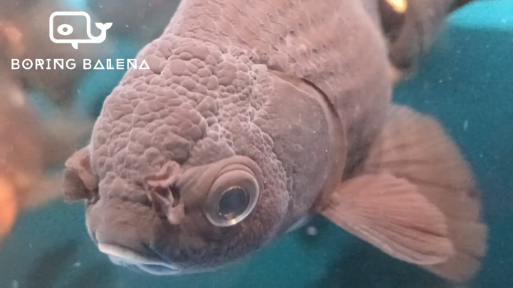 BRBN Black Oranda - Carassius Auratus - Goldfish - Ikan Emas - Aquarium ...