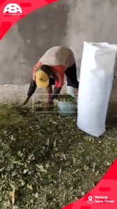 Plastik kantong silase