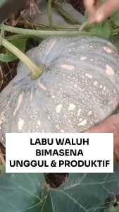 Benih Labu Waluh BIMASENA 10 Gram Asli Cap TIGA DAUN Unggul & Produktif
