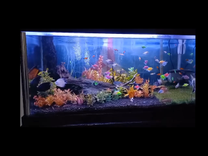 Pasir Malang Hitam 1 Karung dan Rumput Sintetis Swiss Dekorasi