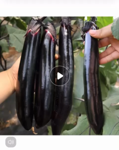 Biji Benih Terung Panjang Ungu (30 Seeds)/紫长茄子籽/Purple Long Eggplant Seeds