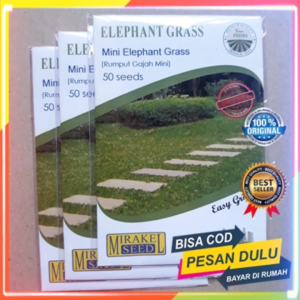 Bisa COD Bayar Di Tempat Benih Rumput Gajah Mini Elephant Grass Seeds Garden Isi 50biji Mirakel Seed