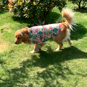 【Hot demand】 Whisker InnoPet Dog Clothes Pet Clothes Dog Costume for Golden Retriever Labrador Summer Thin Style Polyester Material Hair Loss Prevention Abrasionproof