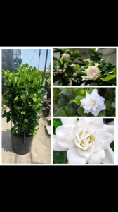 Hoa dành dành bạch thiên hương