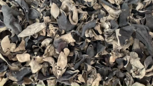 เห็ดหูหนูดำ ธรรมชาติ ส่งตรงจากเมืองจีน สะอาด ปลอดภัย