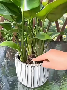 WHL 植物缓释营养棒 缓释肥 Plant-Based Slow Release Nutritional Sticks Slow Realese Fertilizer Baja 花肥料养花通用型盆栽植物棒状花肥片