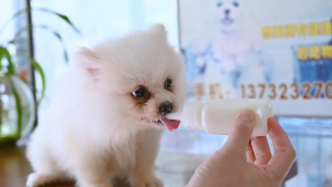 ขวดนมลูกแมว 60/100ml ขวดนมสุนัข จุกนมแมว ขวดนมสัตว์เลี้ยง ใช้ป้อนลูกสุนัขแรกเกิดและ ลูกแมว