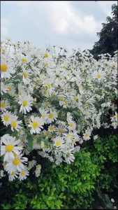 Hạt giống hoa cúc họa mi trắng dể trồng/gói 50 hạt