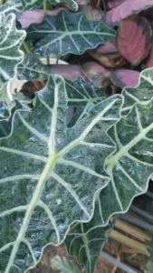 Cây môn Quan âm cây phong thủy để bàn trang trí trong nhà sân vườn.