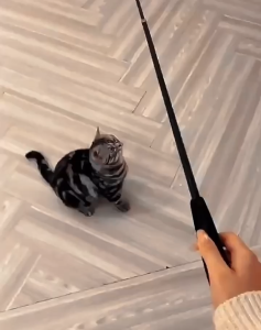 Tongkat Mainan Kucing Bulu Interaktif Cat Toys Mainan Hewan Panjang 1.8 Meter