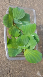Borong Kiambang 10 pcs