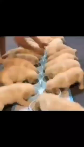 Chai xịt khử mùi cho thú cưng 500ML Xịt Enzyme Sinh Học khử mùi cho chó mèo  thú cưng