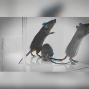 House Clear เฮ้าส์เคลียร์ เครื่องไล่หนูและแมลงร้ายภายในบ้าน (1 แถม 2) #129541