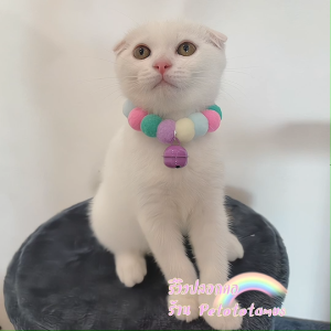 Petototamus // C25-36 : ปลอกคอแมว ปลอกคอสุนัข DIY ปลอกคอแมวปอมปอม พร้อมกระพรวนการ์ตูนคละแบบ ยางยืด ใส่สบาย ปลอกคอแมวสวยๆ ปลอกคอแมวน่ารัก ปอกคอแมว ปลอกคอหมา