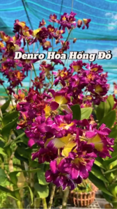 Denro hoa hồng đỏ