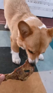 ขนมขัดฟันสัตว์เลี้ยง ขนมหมาแมว ย่อยได้ ไม่บาดกระเพราะ สะโพกวัวอบแห้ง ขนาด180กรัม 1ชิ้น