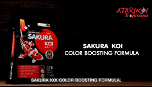 Sakura Fish Food - Color Boosting - 15KG - (Floating)