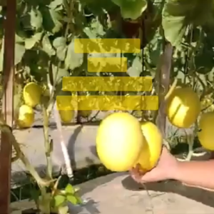 Benih Melon Golden EKSIS F1 Isi 0.5 gram Benih Bintang Asia